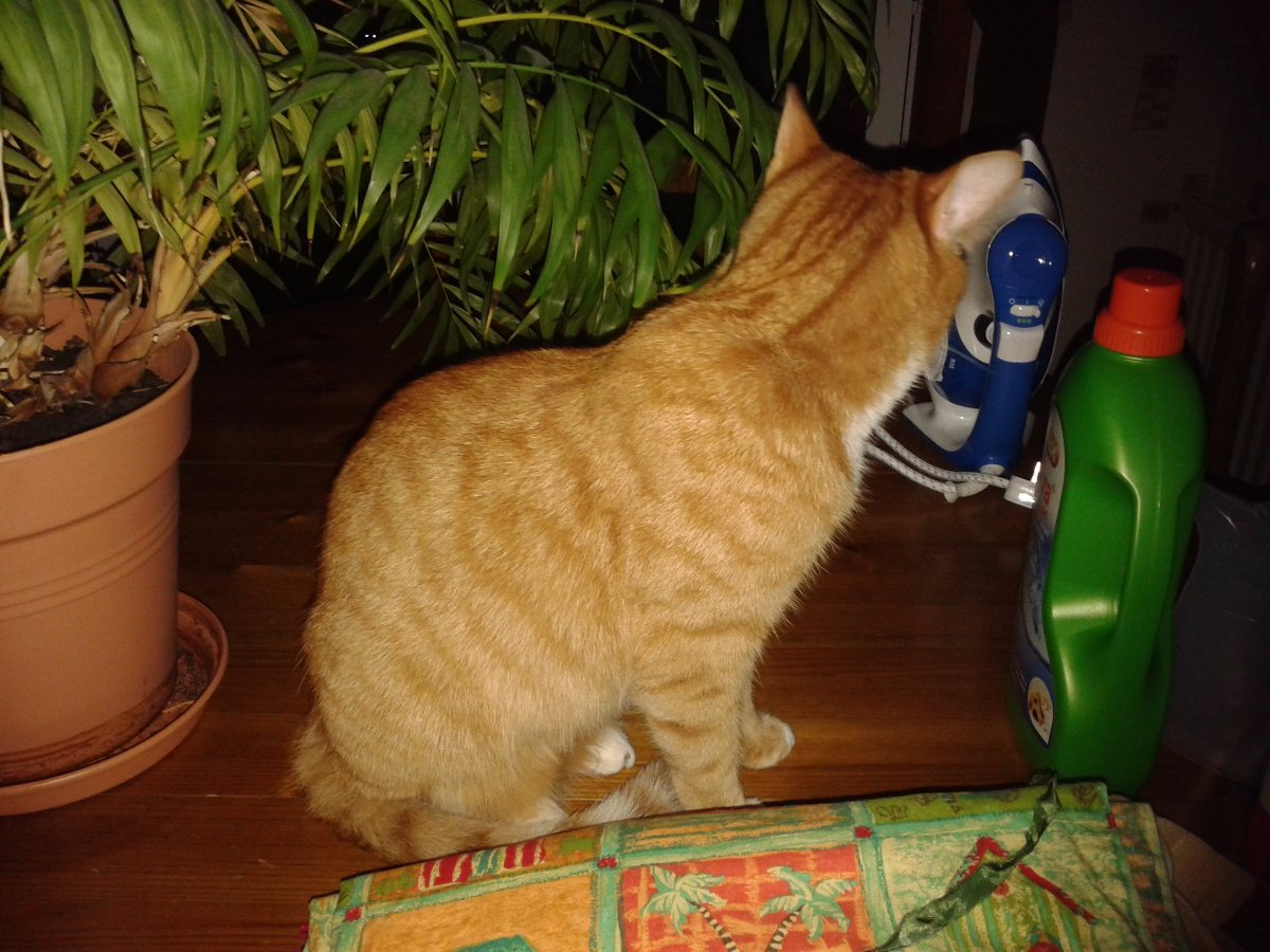 oliver