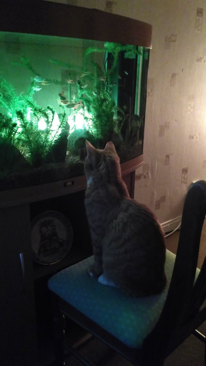 oliver watching the fish