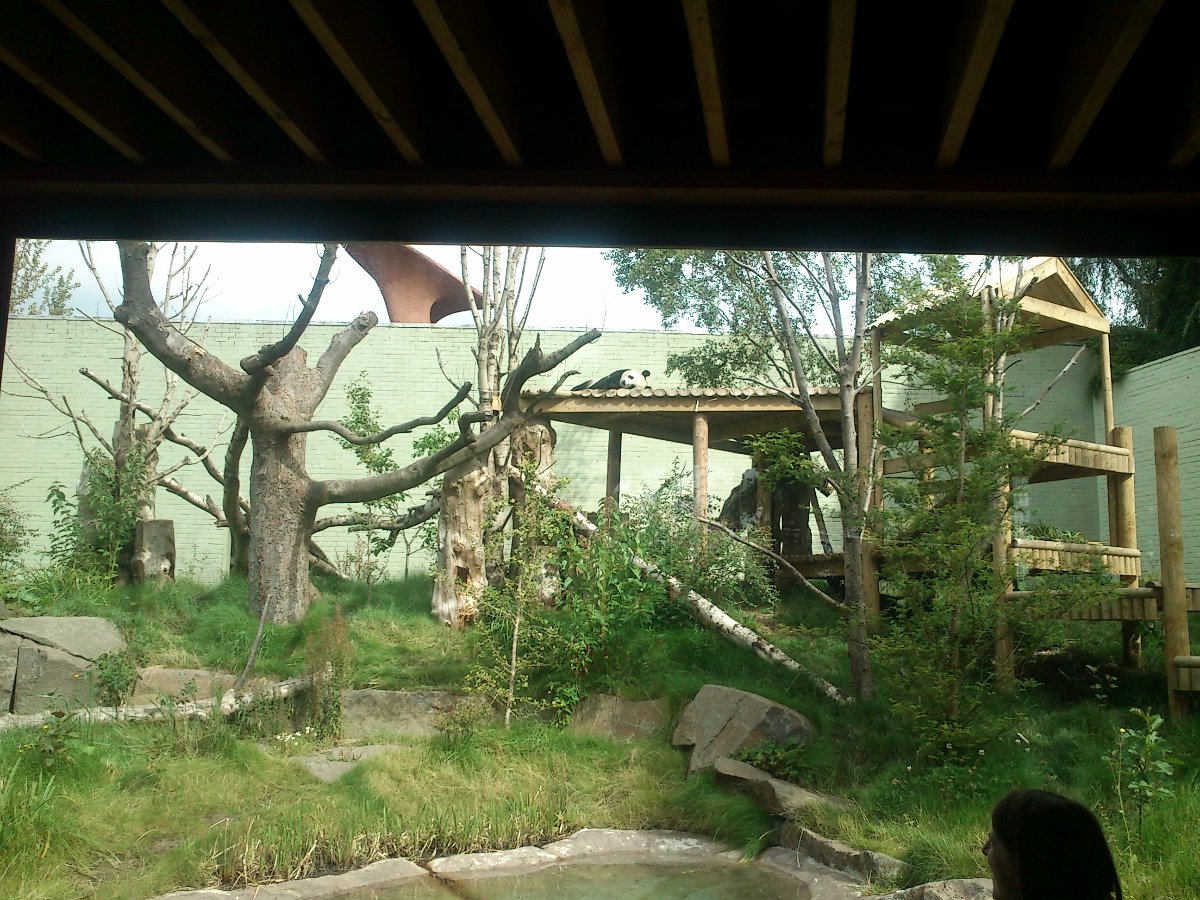 panda
