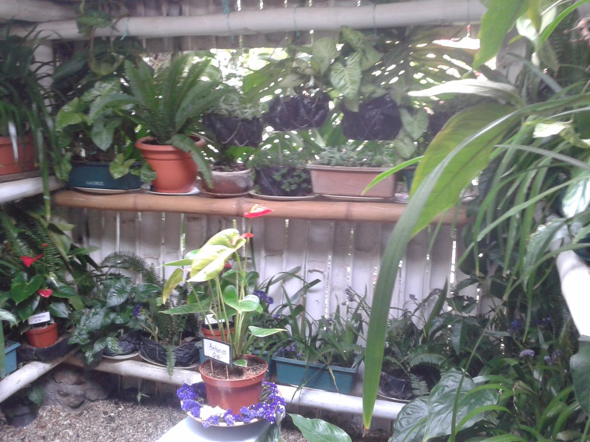 plants in the loo, guatemala