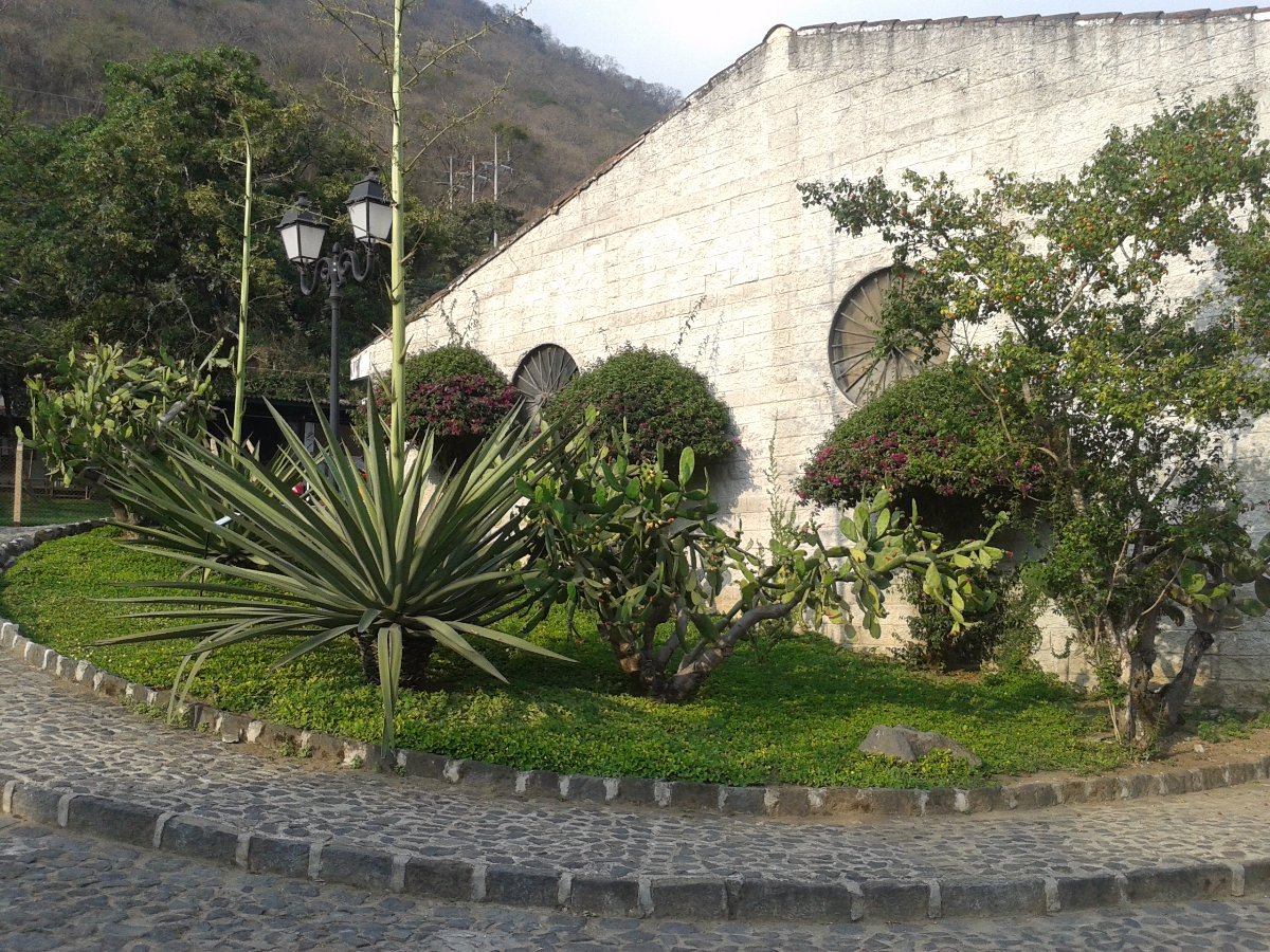 plants