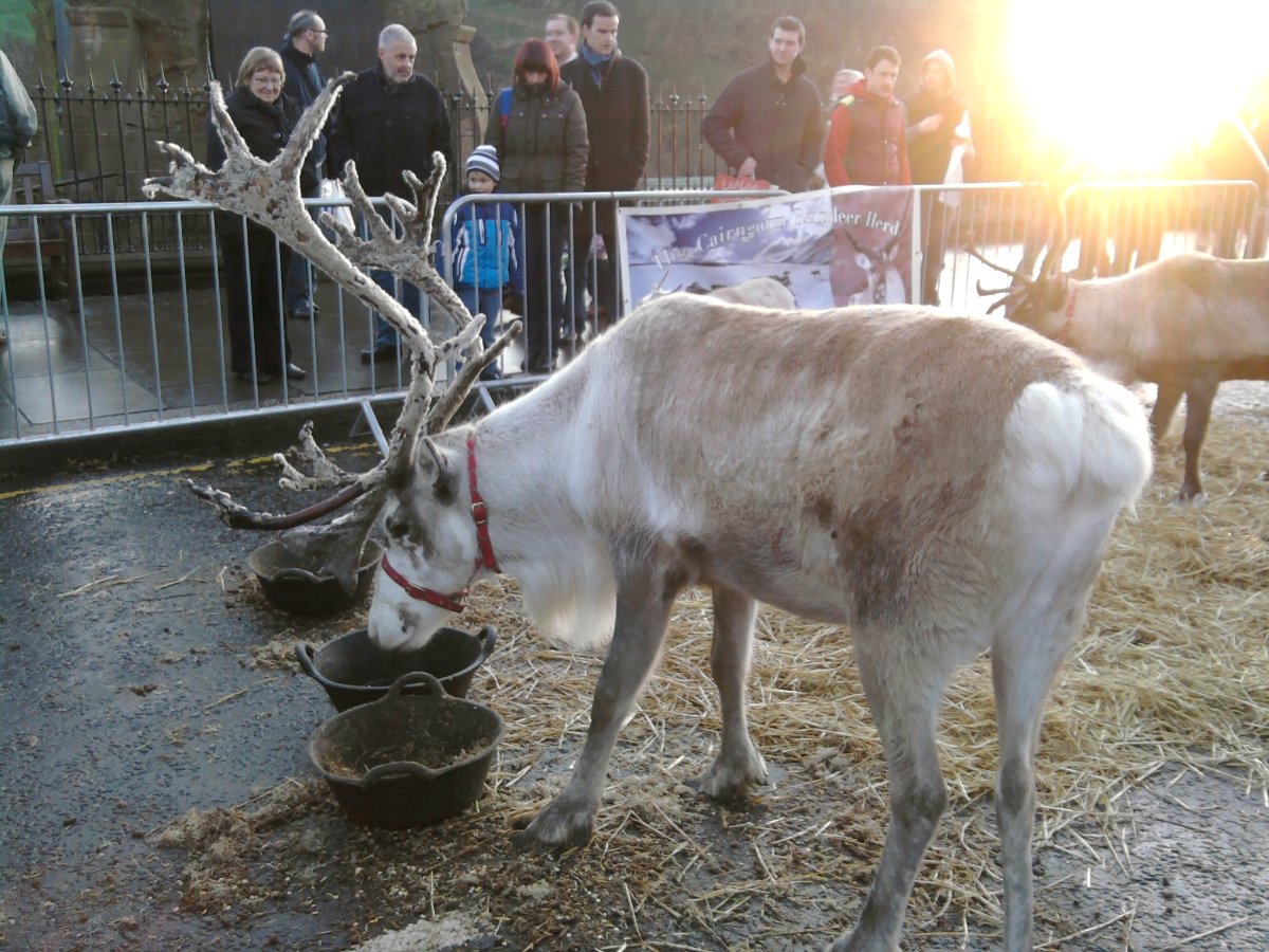 reindeer