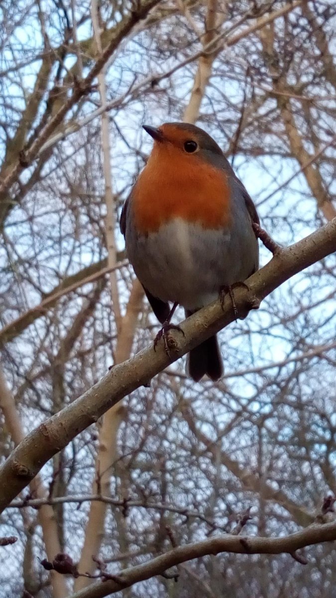 robin