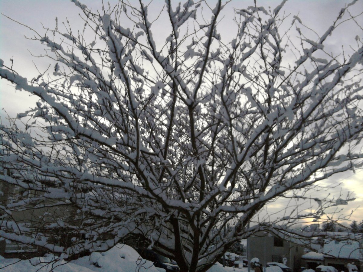 snowy tree