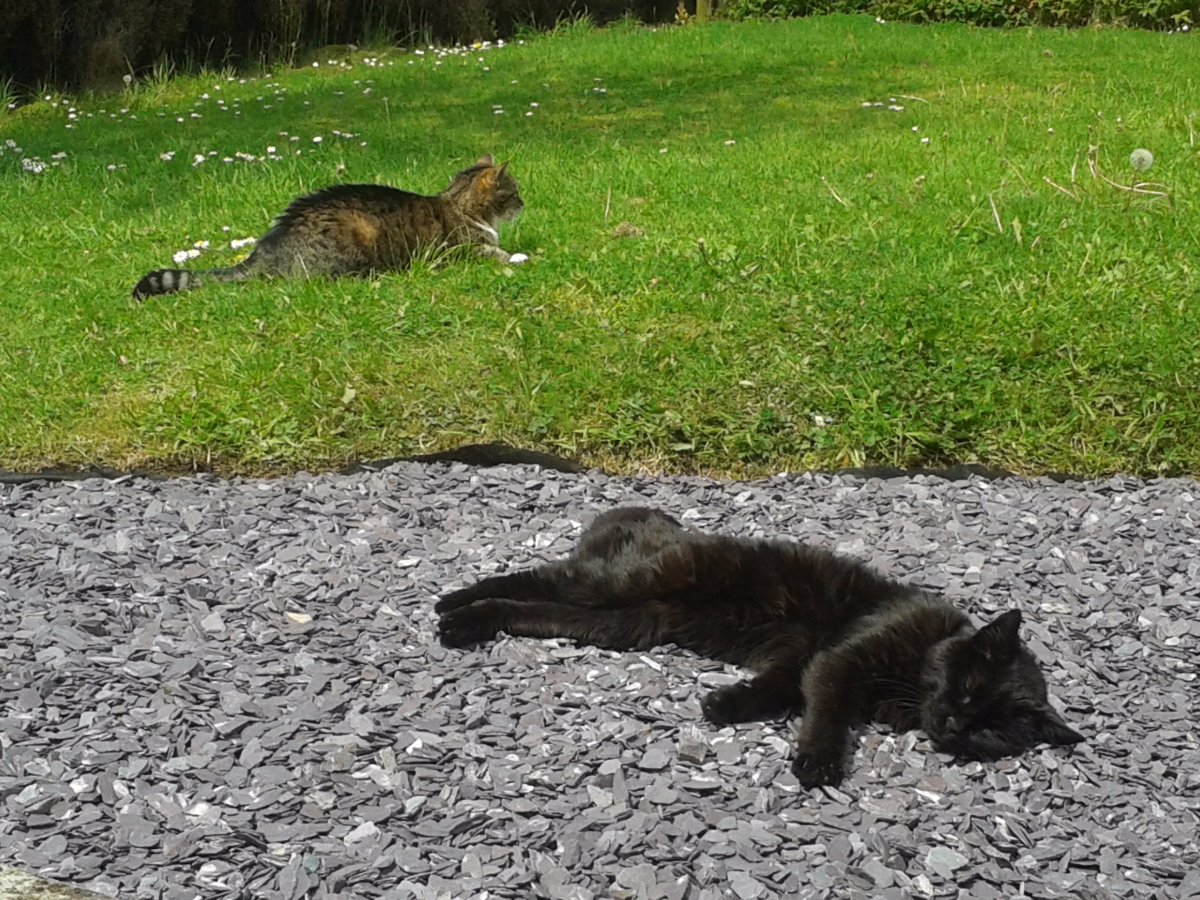 sooty and casey