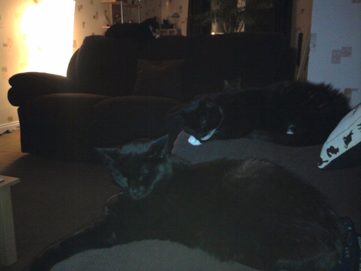 sooty and gizmo
