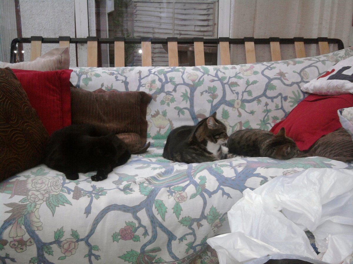 sooty, sunny and casey