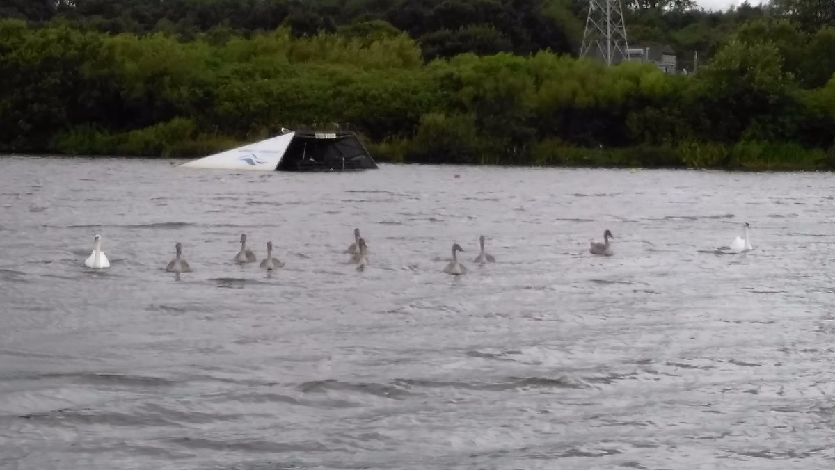 swans and cygnets