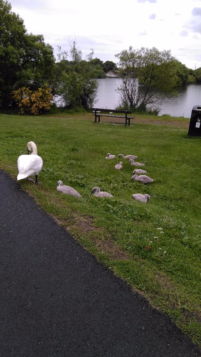 swans and cygnets