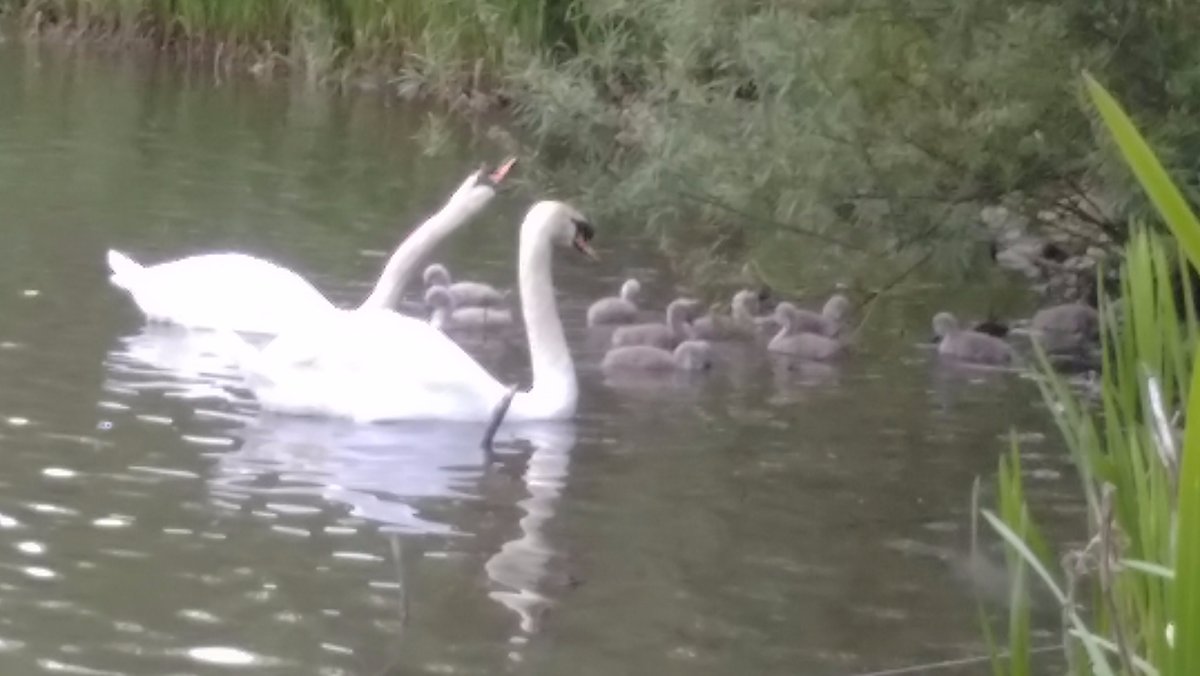 swans and cygnets