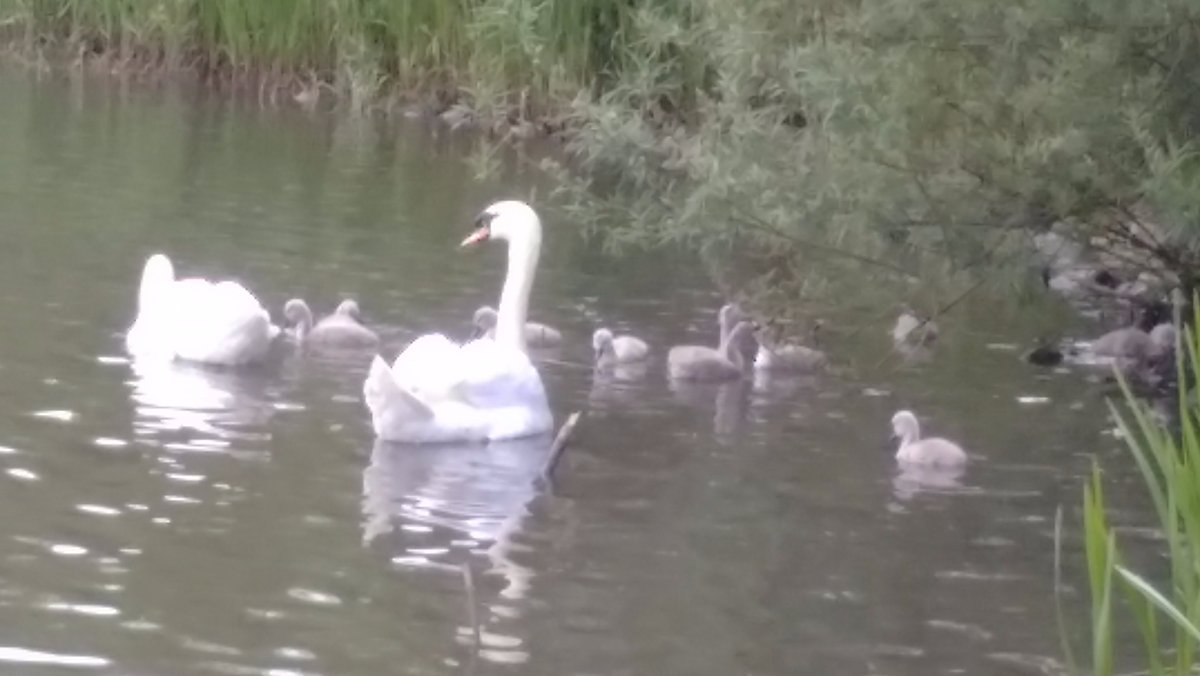 swans and cygnets