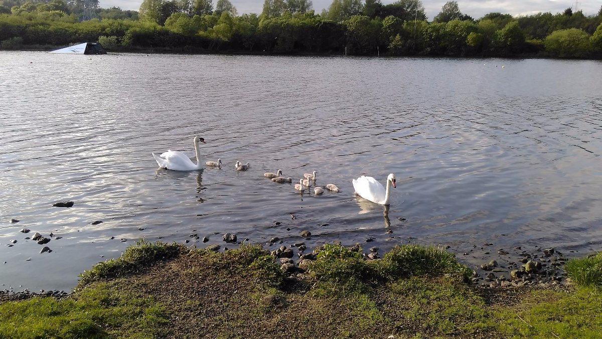 swans and cygnets