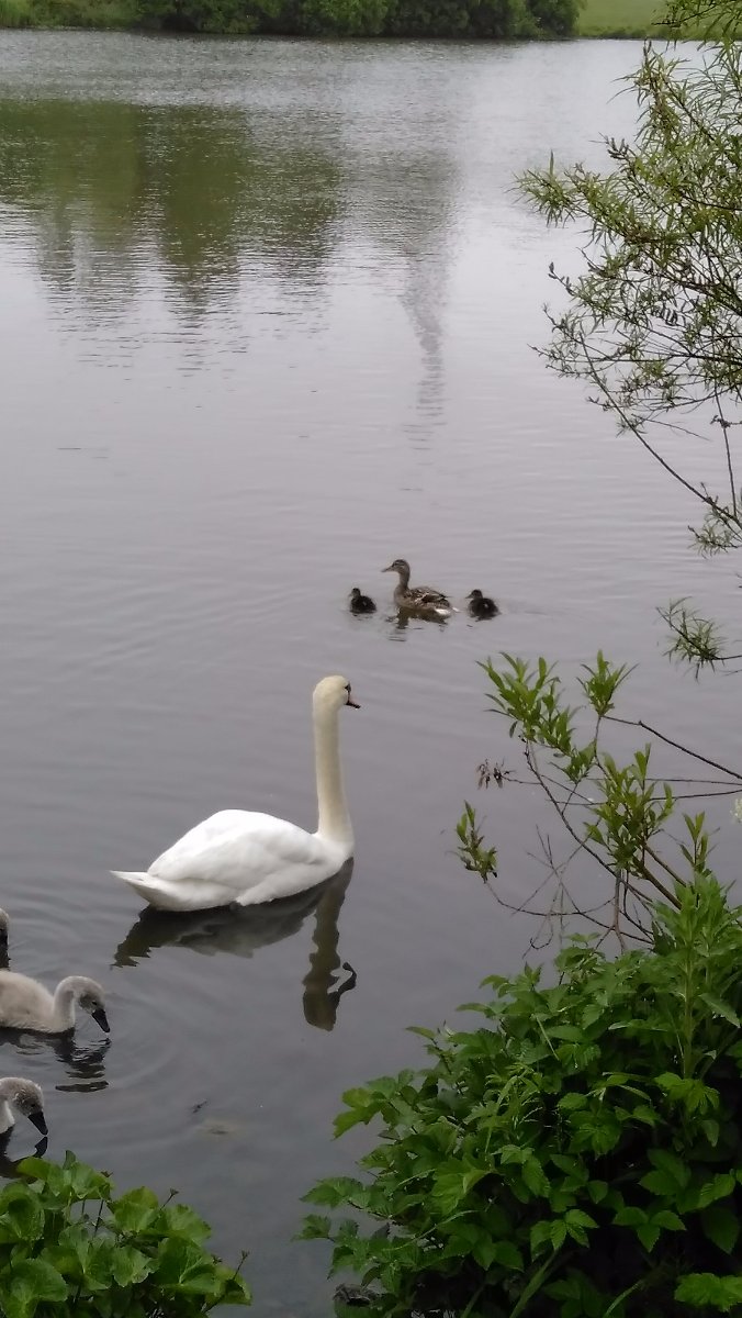 swans and ducks