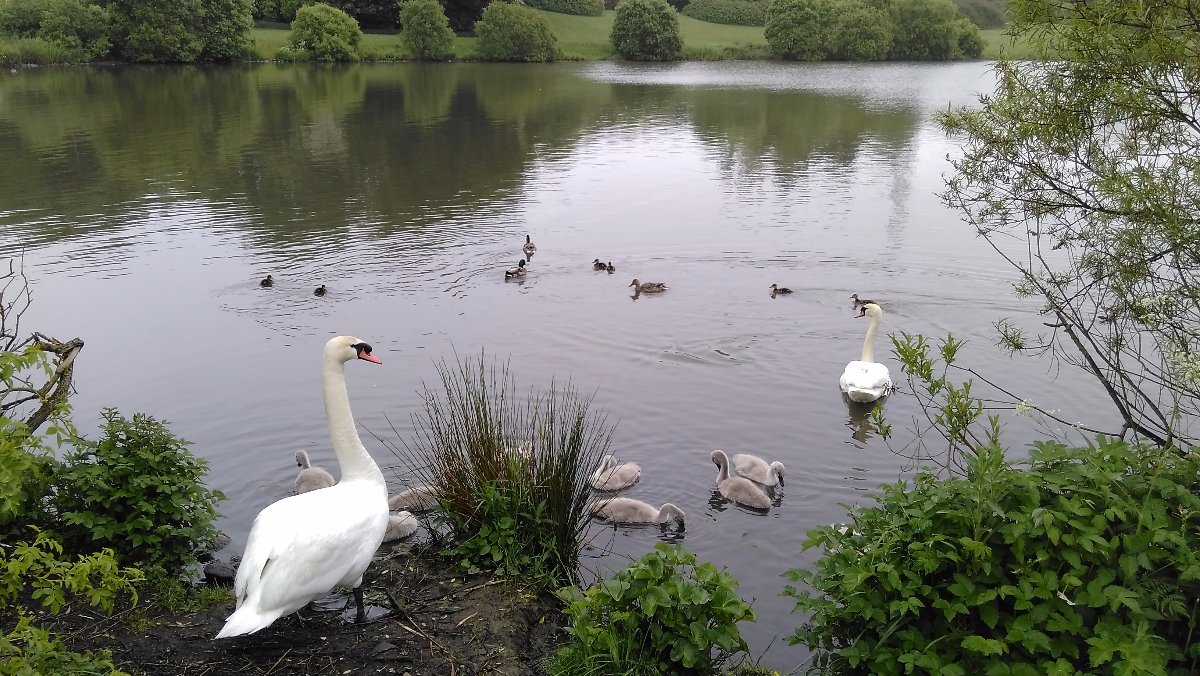 swans and ducks