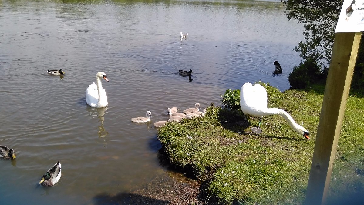 swans