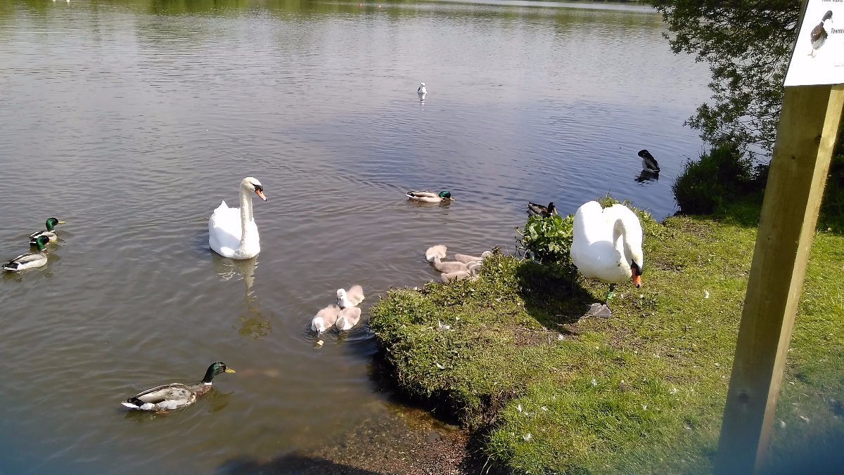 swans