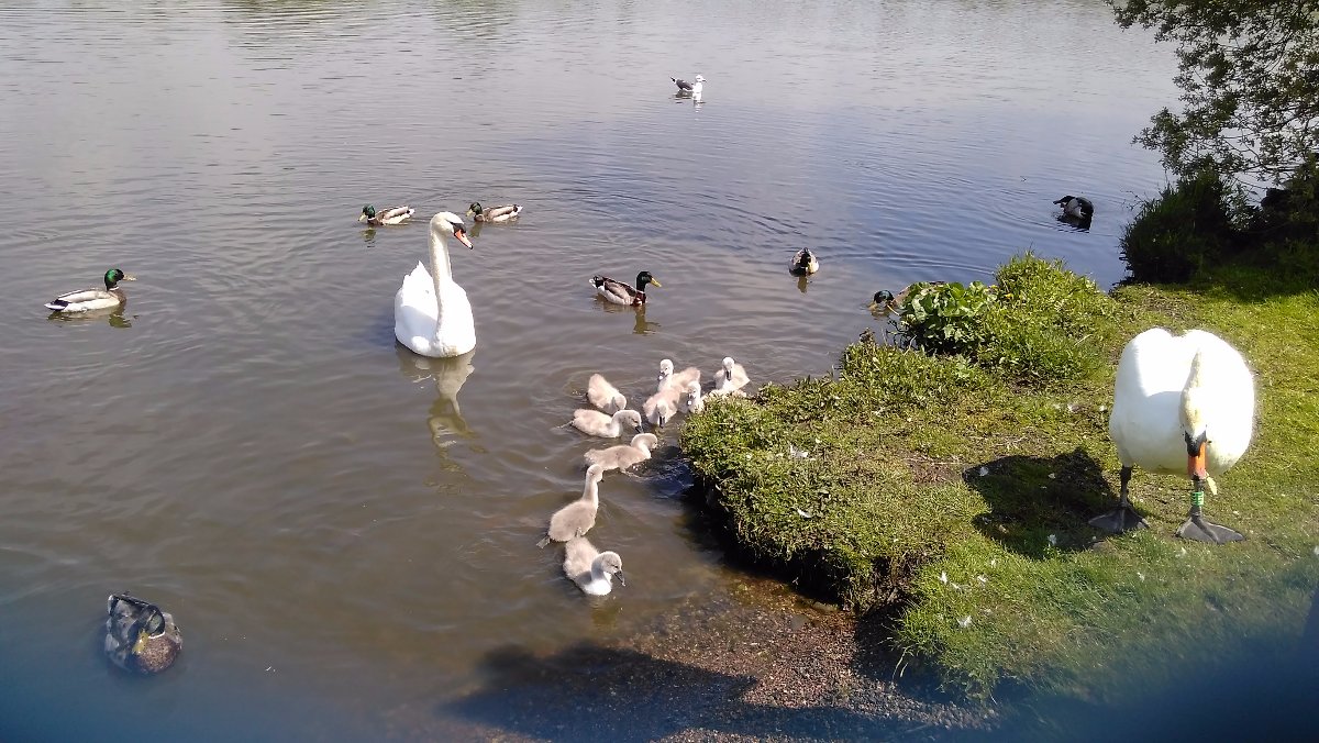 swans