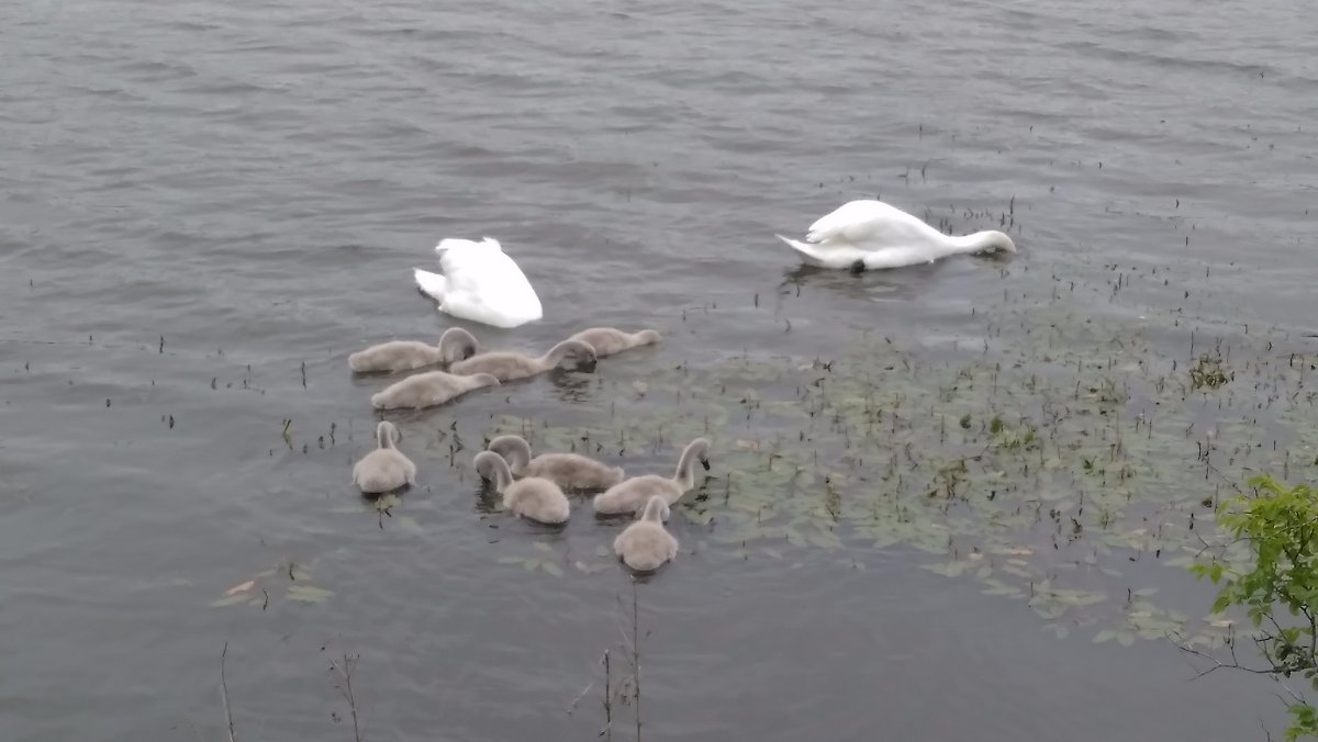 swans