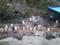 edinburgh zoo penguins