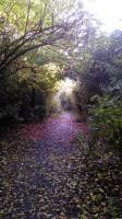 winter walk