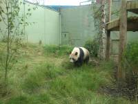 panda