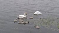 swans on the loch