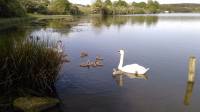 swans and cygnets