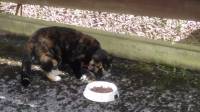 little cat