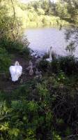 swans and cygnets