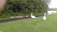 swans and cygnets