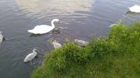 cygnets