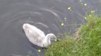 cygnets