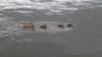 ducklings