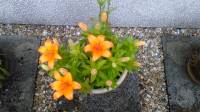 lillies