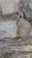 meerkat