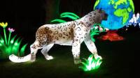 snow leopard lantern