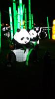 panda lantern