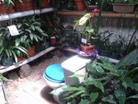 more plants in the loo, guatemala