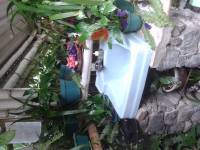 more plants in the loo, guatemala