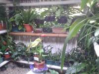 more plants in the loo, guatemala