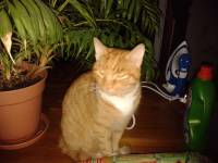 oliver