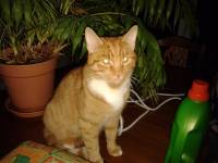 oliver