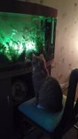 oliver watching tv aka the aquarium