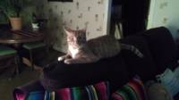 oliver