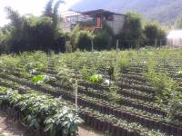 coffee bean plants