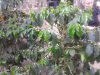 coffee bean plants