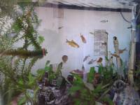 aquarium