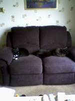 toby, gizmo and sooty