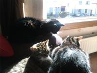 sooty, sunny and casey