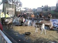 reindeer